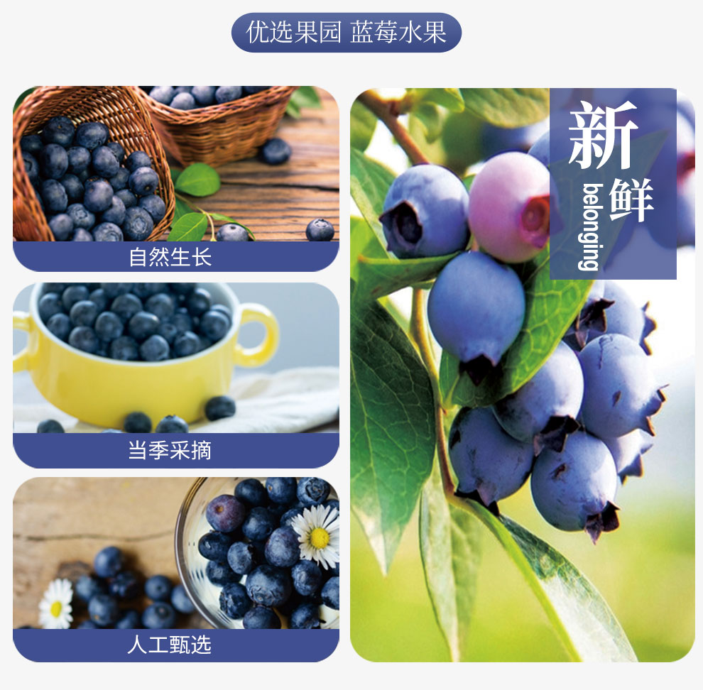 蓝莓_11.jpg