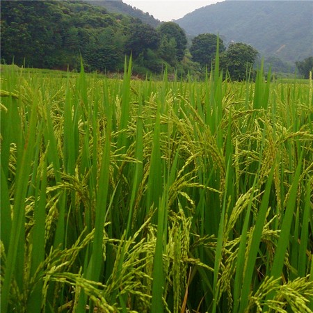 油粘香米 广州从化区产区 籼米 香粘米 10斤