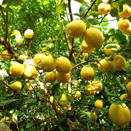 黄柠檬 四川安岳产区黄柠檬 3/5斤 香味浓郁